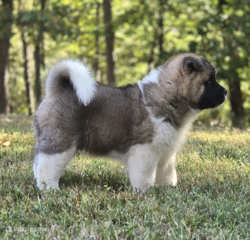 RUGER – Akita puppy for sale in Springfield, MO