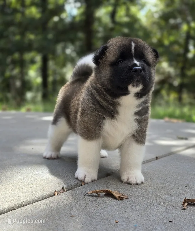 SCOUT – Akita puppy for sale in Springfield, MO