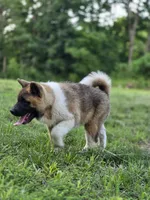 ECHO, a male Akita for sale in Springfield, MO – 7 of 9