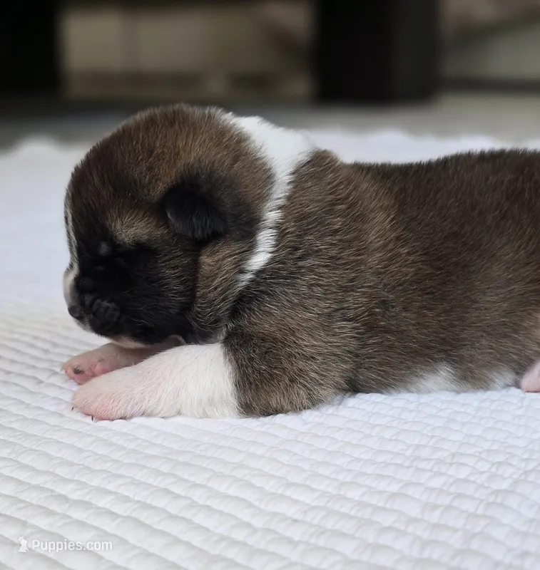 SCOUT – Akita puppy for sale in Springfield, MO