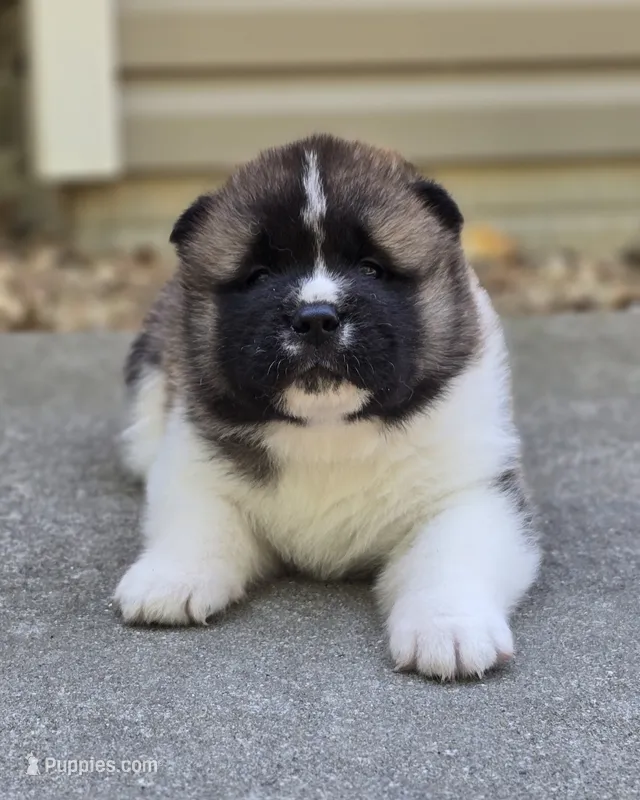 RUGER – Akita puppy for sale in Springfield, MO