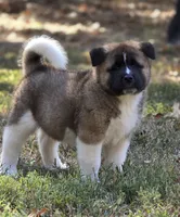SCOUT, a male Akita for sale in Springfield, MO – 4 of 9