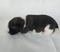 LUNA, a female Akita for sale in Springfield, MO – Photo 8 of 10