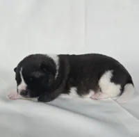 LUNA, a female Akita for sale in Springfield, MO – Photo 7 of 10