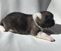 LUNA, a female Akita for sale in Springfield, MO – Photo 2 of 10