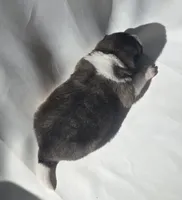 LUNA, a female Akita for sale in Springfield, MO – Photo 3 of 10