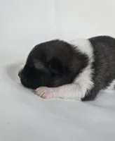 LUNA, a female Akita for sale in Springfield, MO – Photo 5 of 10