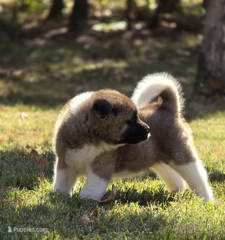 SCOUT – Akita puppy for sale in Springfield, MO