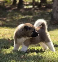 SCOUT, a male Akita for sale in Springfield, MO – 1 of 9