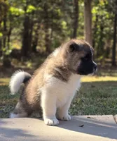 RUGER, a male Akita for sale in Springfield, MO – 8 of 10