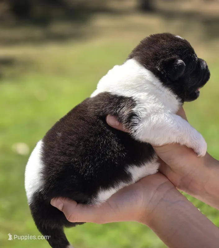 SKYE – Akita puppy for sale in Springfield, MO