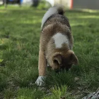 ECHO, a male Akita for sale in Springfield, MO – 6 of 9