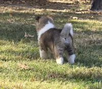RUGER, a male Akita for sale in Springfield, MO – 7 of 10