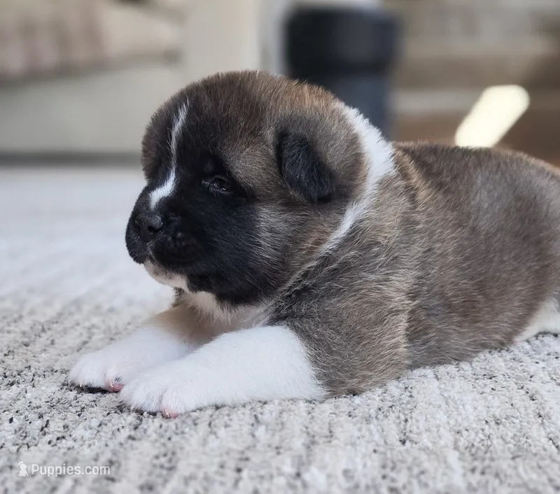 SCOUT – Akita puppy for sale in Springfield, MO