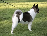 ECHO, a male Akita for sale in Springfield, MO – 8 of 9