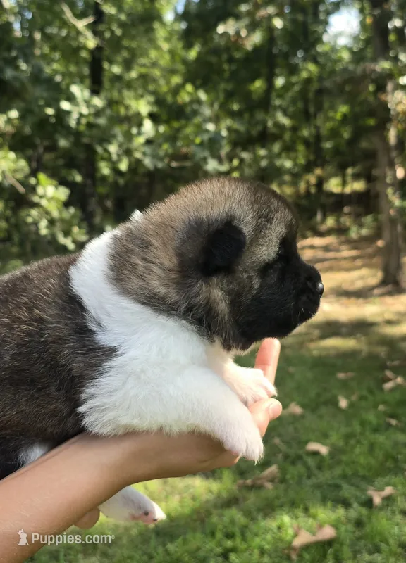 AKIRA – Akita puppy for sale in Springfield, MO