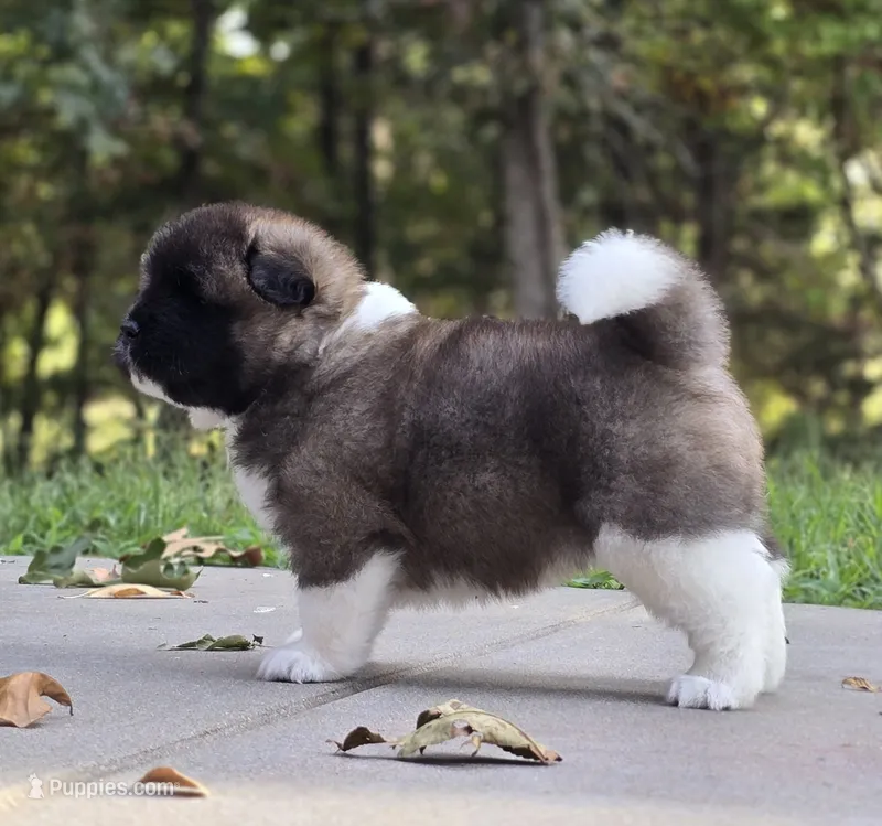 AKIRA – Akita puppy for sale in Springfield, MO