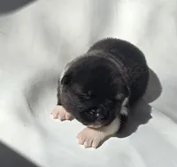 Willow, a female Akita for sale in Springfield, MO – Photo 1 of 8