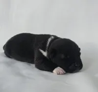 Willow, a female Akita for sale in Springfield, MO – Photo 4 of 8