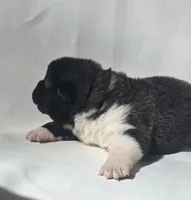 Willow, a female Akita for sale in Springfield, MO – Photo 3 of 8