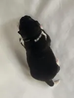 Willow, a female Akita for sale in Springfield, MO – Photo 5 of 8