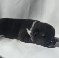 Willow, a female Akita for sale in Springfield, MO – Photo 2 of 8