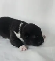 Willow, a female Akita for sale in Springfield, MO – Photo 6 of 8