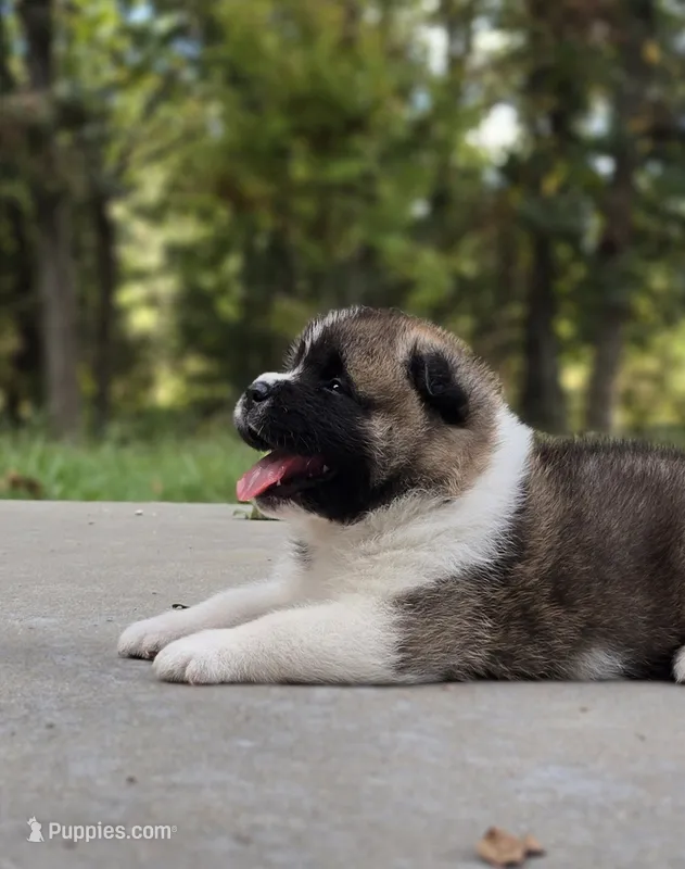 RUGER – Akita puppy for sale in Springfield, MO