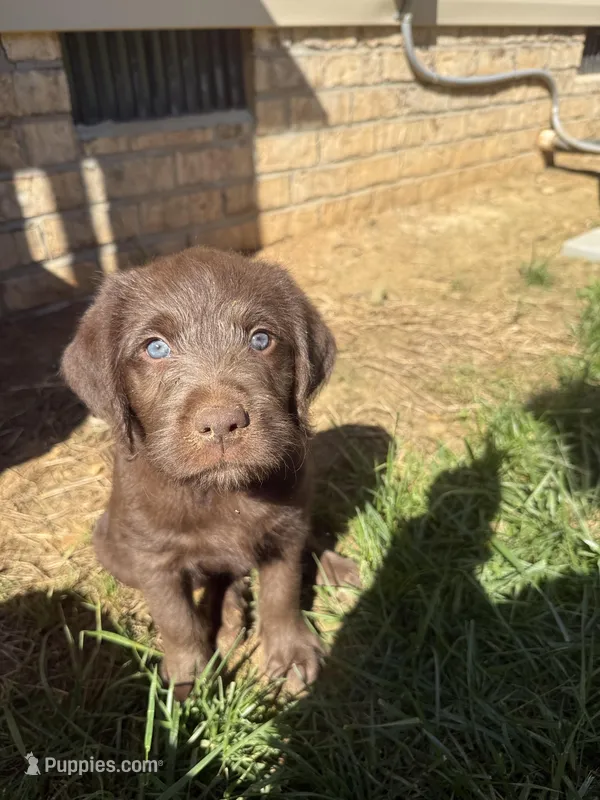 Rolo – Labradoodle puppy for sale in Liberty, NC