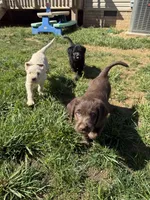 Rolo, a male Labradoodle for sale in Liberty, NC – Photo 2 of 2