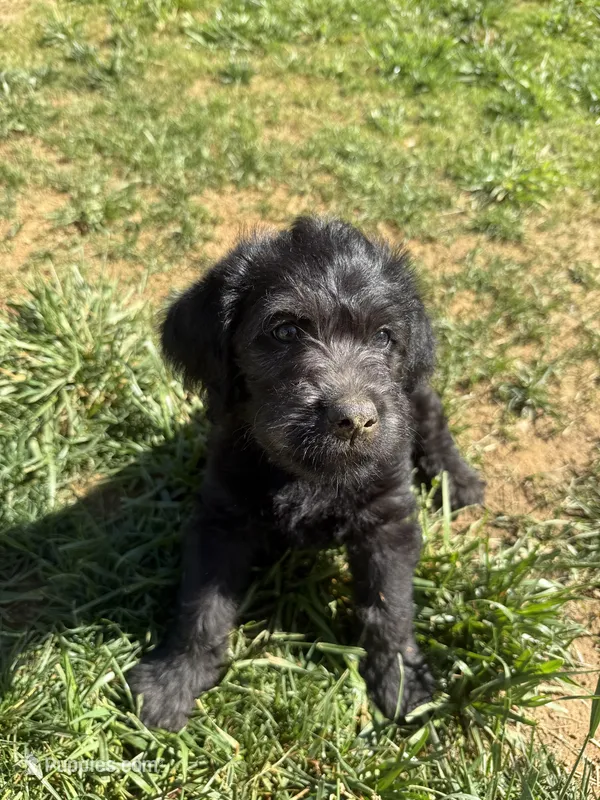 Raven  – Labradoodle puppy for sale in Liberty, NC