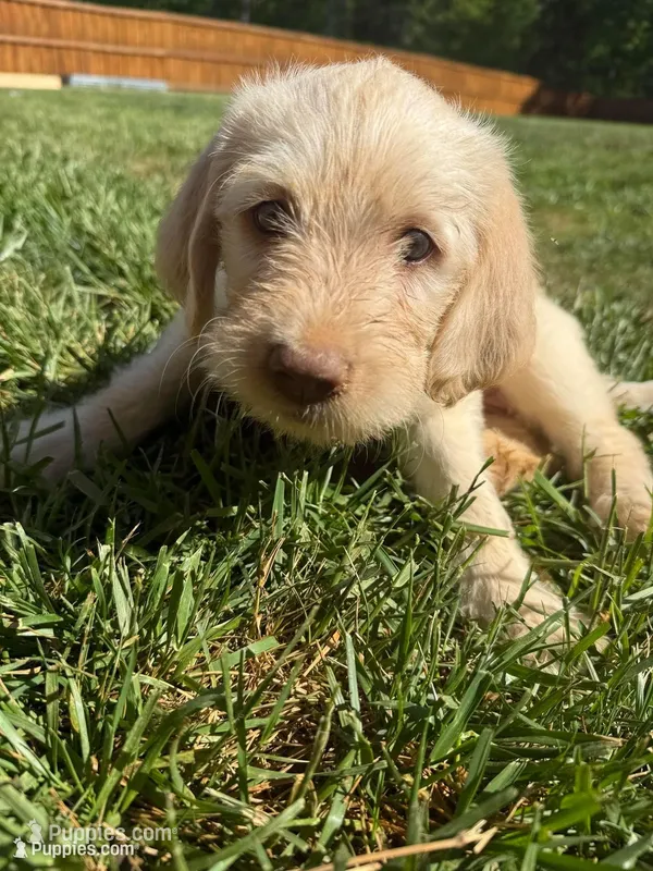 Pearl – Labradoodle puppy for sale in Liberty, NC