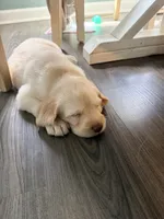 Pearl, a female Labradoodle for sale in Liberty, NC – Photo 2 of 2