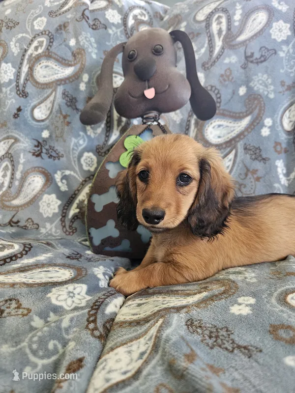 GINGER-AKC – Miniature Dachshund puppy for sale in Darien Center, NY