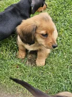 SKIPPER-AKC on hold, a male Miniature Dachshund for sale in Darien Center, NY – 2 of 4