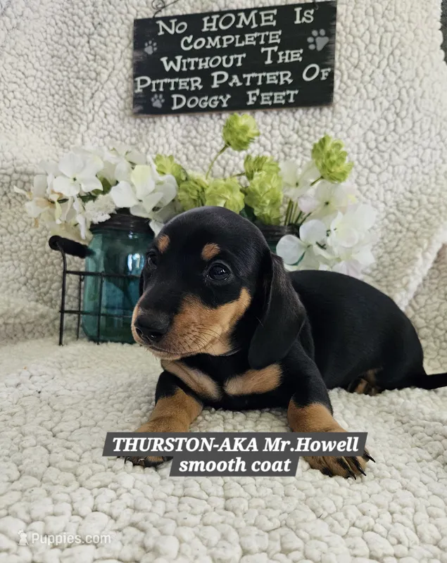 THURSTON-AKC – Miniature Dachshund puppy for sale in Darien Center, NY