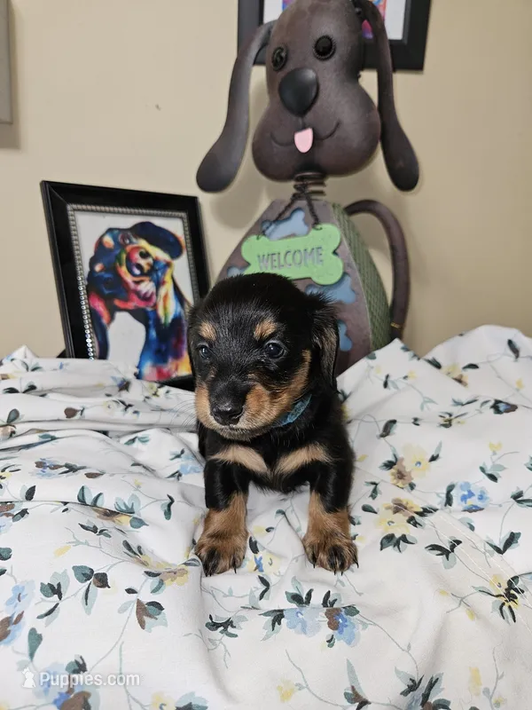 THE PROFESSOR-AKC – Miniature Dachshund puppy for sale in Darien Center, NY