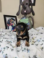THE PROFESSOR-AKC, a male Miniature Dachshund for sale in Darien Center, NY – 1 of 2