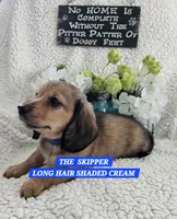 SKIPPER-ON HOLD, a male Miniature Dachshund for sale in Darien Center, NY – 4 of 5