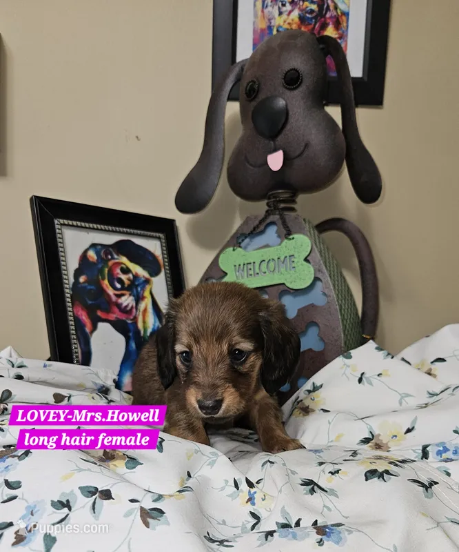 LOVEY-AKC – Miniature Dachshund puppy for sale in Darien Center, NY