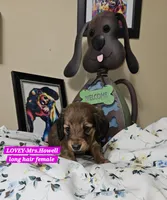 LOVEY-AKC, a female Miniature Dachshund for sale in Darien Center, NY – 1 of 2
