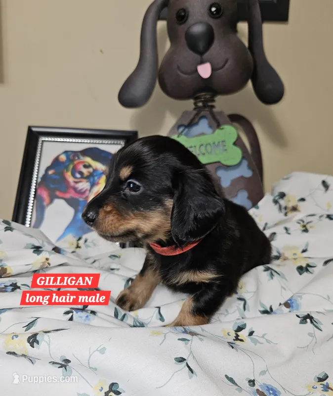 GILLIGAN-AKC – Miniature Dachshund puppy for sale in Darien Center, NY