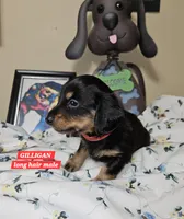 GILLIGAN-AKC, a male Miniature Dachshund for sale in Darien Center, NY – 1 of 2