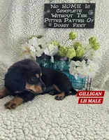 GILLIGAN-ON HOLD, a male Miniature Dachshund for sale in Darien Center, NY – 4 of 5