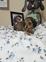 SKIPPER-AKC, a male Miniature Dachshund for sale in Darien Center, NY – 2 of 2