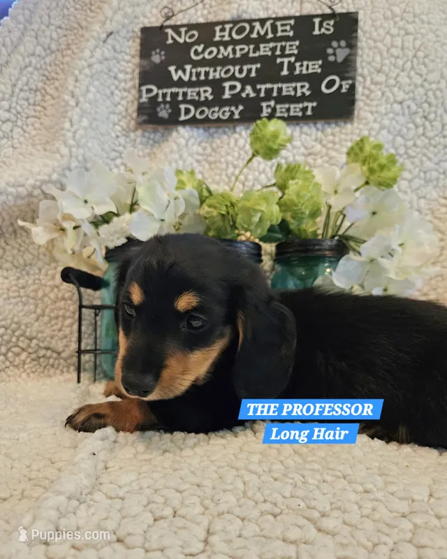 THE PROFESSOR-AKC – Miniature Dachshund puppy for sale in Darien Center, NY