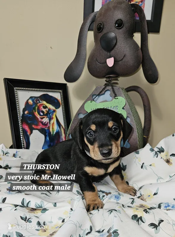 THURSTON-AKC, a male Miniature Dachshund for sale in Darien Center, NY – 1 of 2