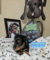 THE PROFESSOR-AKC, a male Miniature Dachshund for sale in Darien Center, NY – 2 of 2