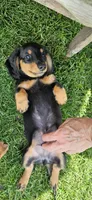THE PROFESSOR-AKC, a male Miniature Dachshund for sale in Darien Center, NY – 5 of 5