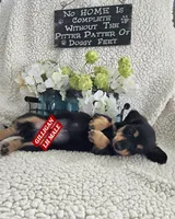 GILLIGAN-ON HOLD, a male Miniature Dachshund for sale in Darien Center, NY – 3 of 5